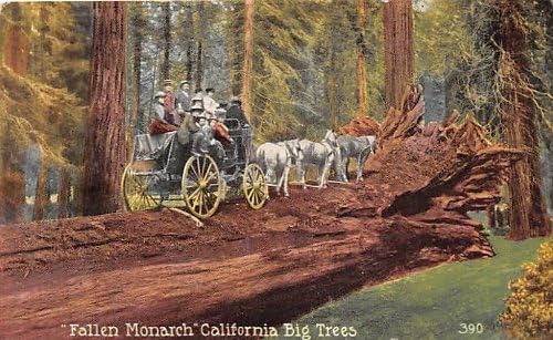 Big Tree, California razglednica